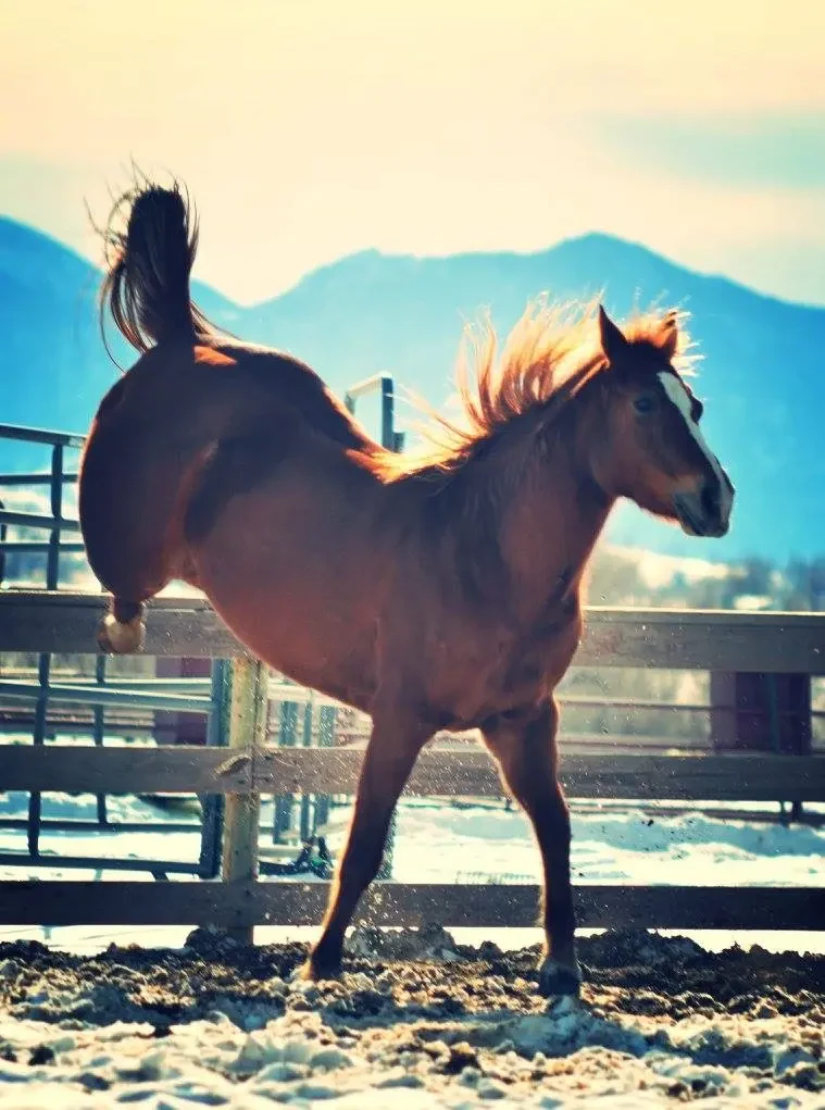 Cancer Almost Destroyed Triathlete Siri Lindley. Her Horse Didn't Let Her Give Up.