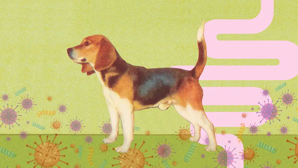 Research Says Your Dog Is Probably Improving Your Gut Health